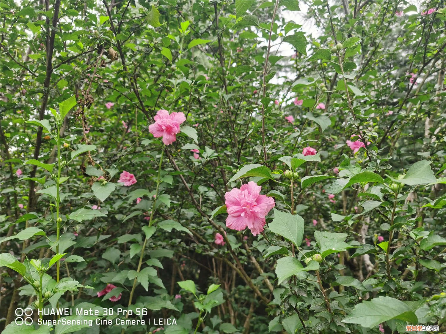木槿怎么养才能开花 木槿怎么养