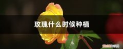 玫瑰什么时候种植比较好 玫瑰什么时候种植