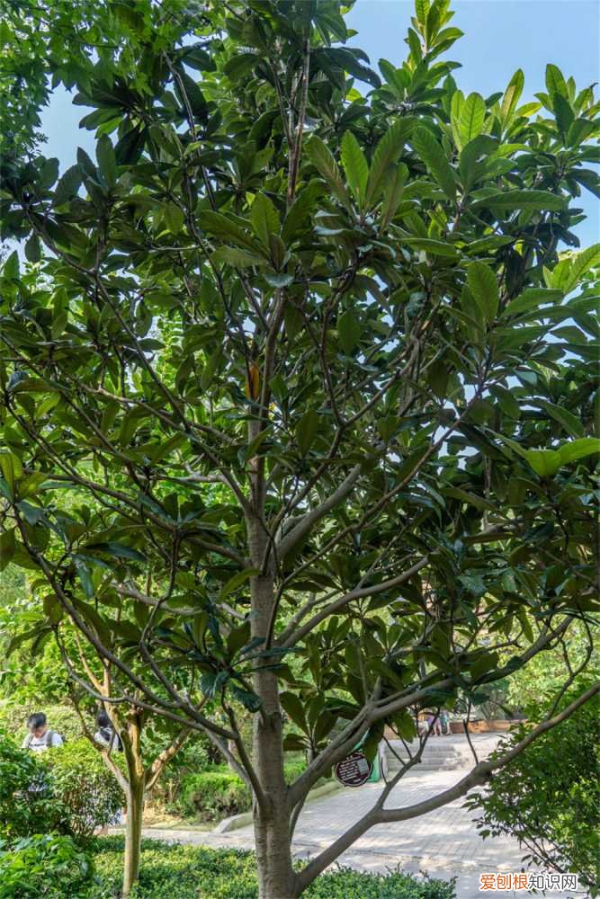 枇杷树什么时候开花什么颜色 枇杷树什么时候开花