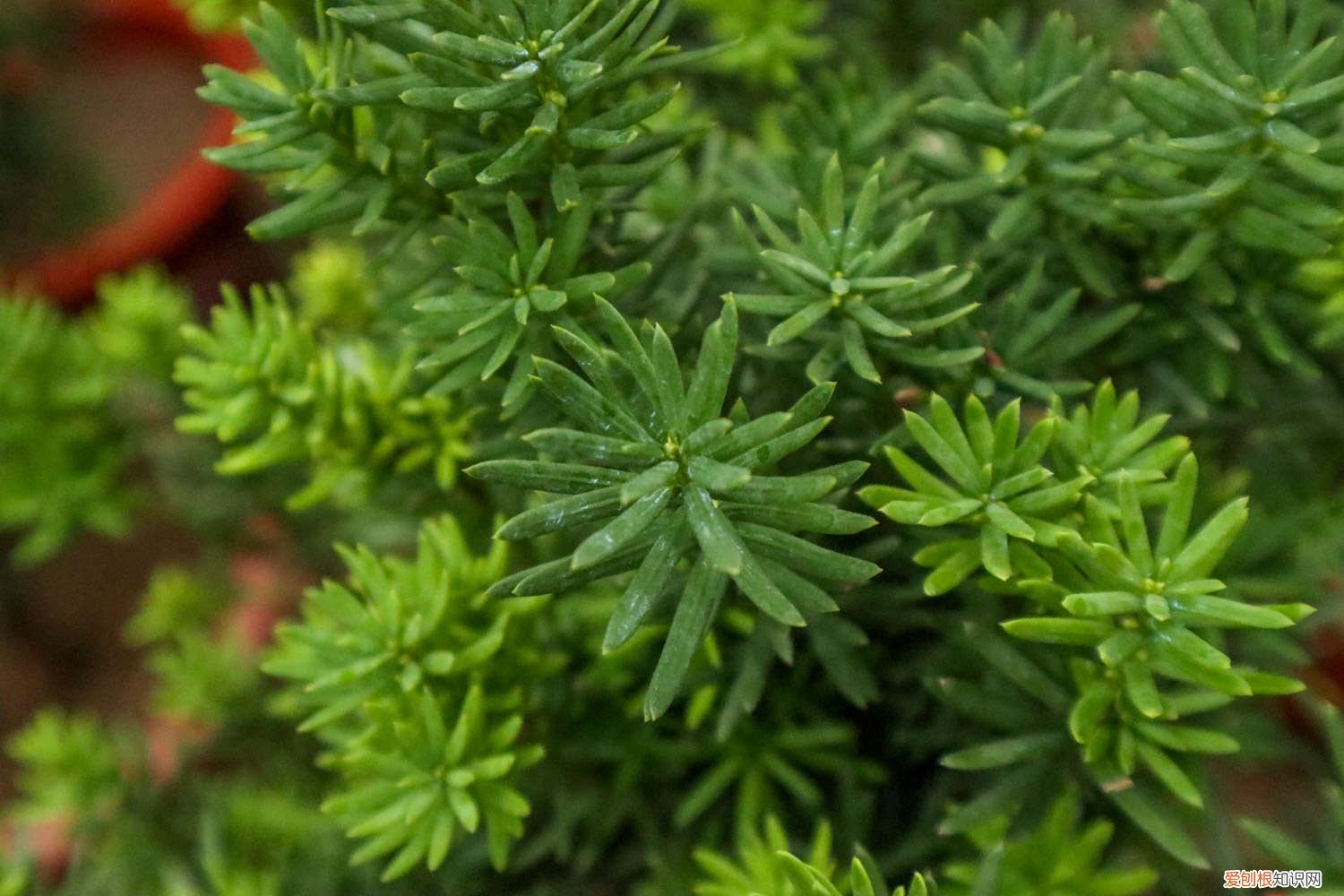 红豆杉怎么泡酒,多少量合适 红豆杉泡酒配方