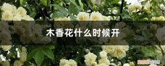 木香花开多长时间 木香花什么时候开