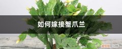 如何嫁接蟹爪兰 仙人掌 如何嫁接蟹爪兰