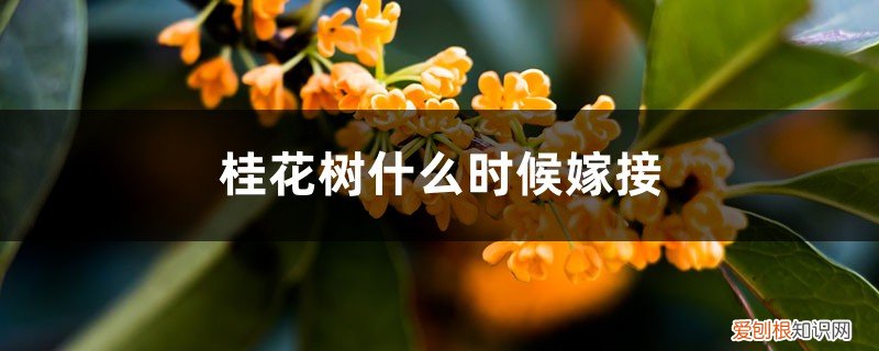 桂花树什么时候嫁接最好 桂花树什么时候嫁接