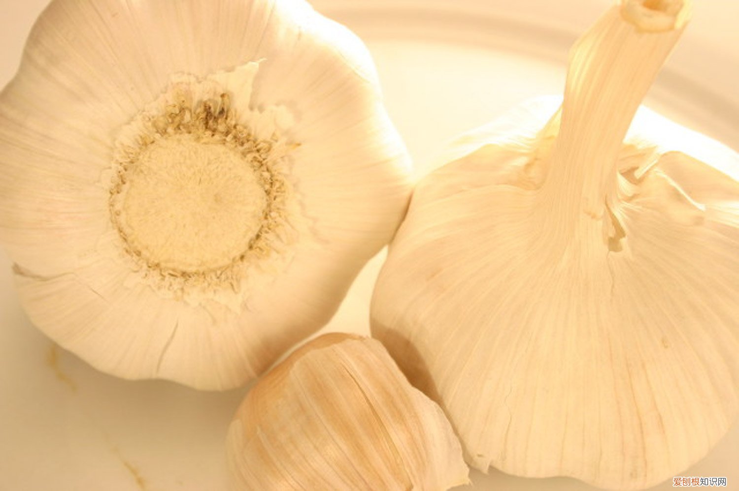 大蒜发芽水培后是吃哪里 大蒜发芽怎么水培