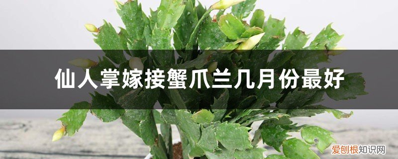 仙人掌嫁接蟹爪兰什么时候合适 仙人掌嫁接蟹爪兰几月份最好