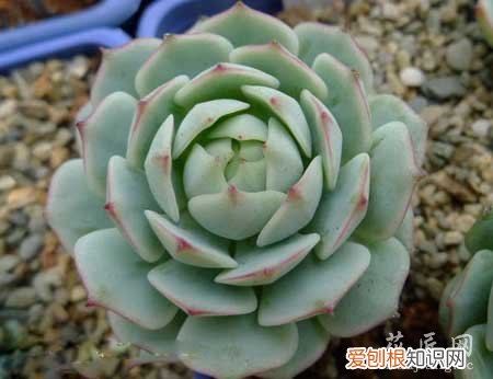 静夜养殖方法 红边静夜的养殖心得分享