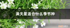 满天星适合什么季节种植 满天星适合什么季节种