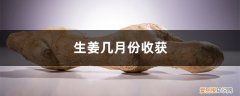 生姜几月份成熟收获 生姜几月份收获