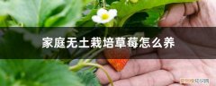 怎样种养草莓 家庭无土栽培草莓怎么养