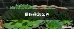 水佛莲植物怎么养 佛座莲怎么养