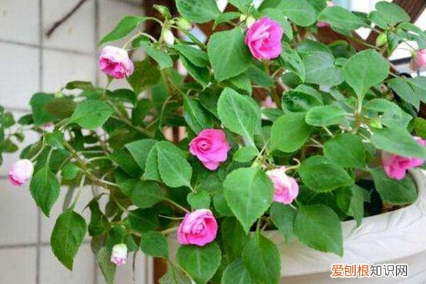 哪些花不用常浇水呀 新手养花难选择？这“3种”就不错，浇点水30天就挤满盆！