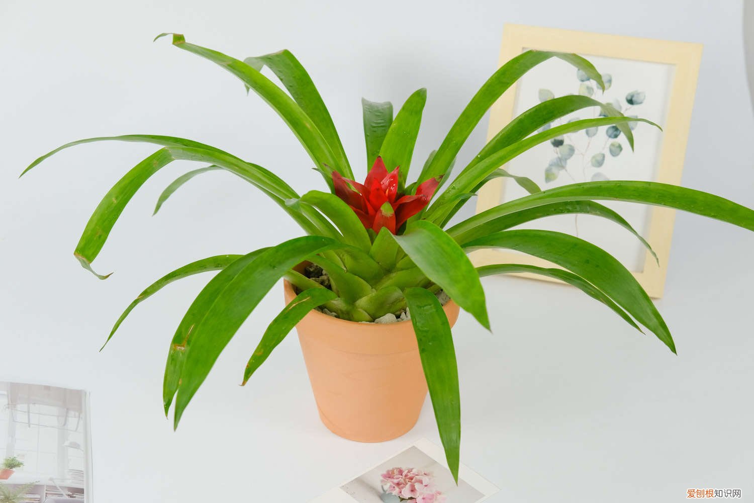 鸿运当头怎么养比较好 鸿运当头怎么养长得快