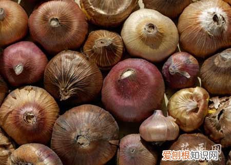 什么是球根花卉? 球根花卉基础知识你知多少