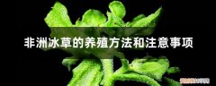 冰草冬天的养殖方法 非洲冰草的养殖方法和注意事项