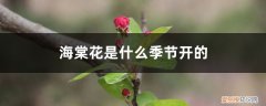 海棠花在什么季节开的 海棠花是什么季节开的