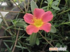 实战篇 太阳花养殖方法(太阳花如何养殖)