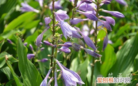 紫萼是什么草本 紫萼信息大全