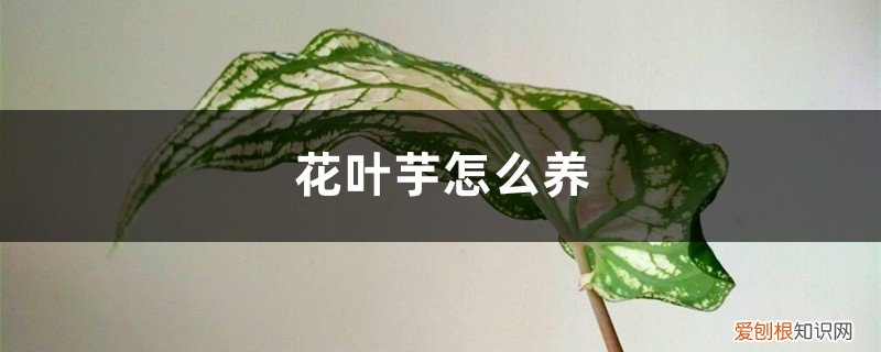花叶芋怎么养护和浇水 花叶芋怎么养