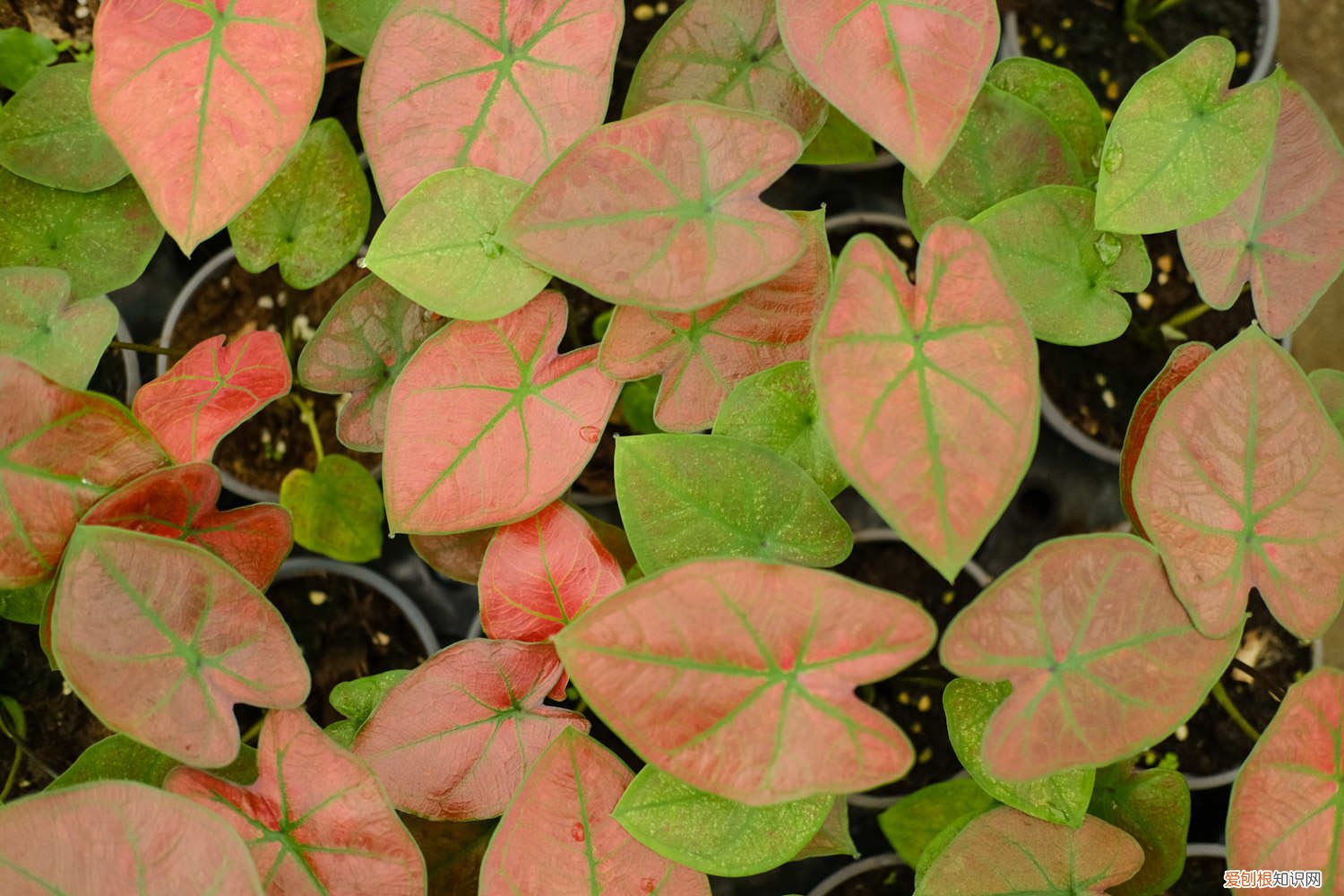 花叶芋怎么养护和浇水 花叶芋怎么养