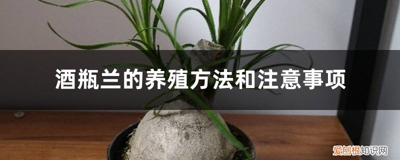 酒瓶兰的养殖方法和注意事项有哪些 酒瓶兰的养殖方法和注意事项