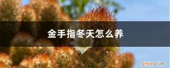 植物金手指怎么养 金手指冬天怎么养