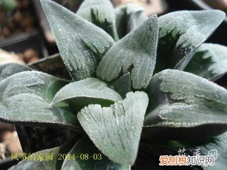 磨面寿品种 谁知道磨面寿的养殖方法