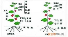 花草“缺素症”有怎样的表现 图示