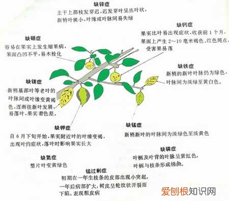 花草“缺素症”有怎样的表现 图示