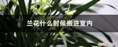 兰花几月份搬进室内 兰花什么时候搬进室内