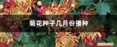 菊花种子播种时间 菊花种子几月份播种