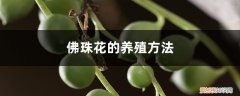 佛珠花的家庭养殖方法 佛珠花的养殖方法