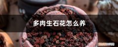 多肉植物石生花怎样繁殖 多肉生石花怎么养