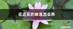 睡莲买回来需要醒花吗 花店买的睡莲怎么养