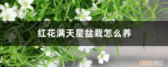 满天星花苗怎么养 红花满天星盆栽怎么养