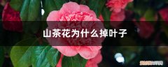 山茶花为什么掉叶子什么原因 山茶花为什么掉叶子