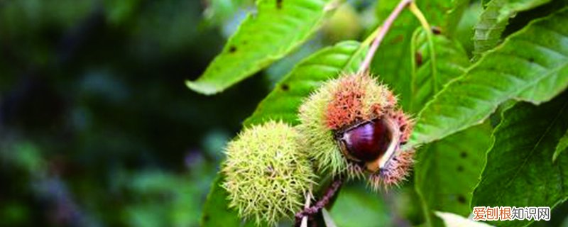 板栗树适合什么时候种植 板栗树苗最佳种植时间