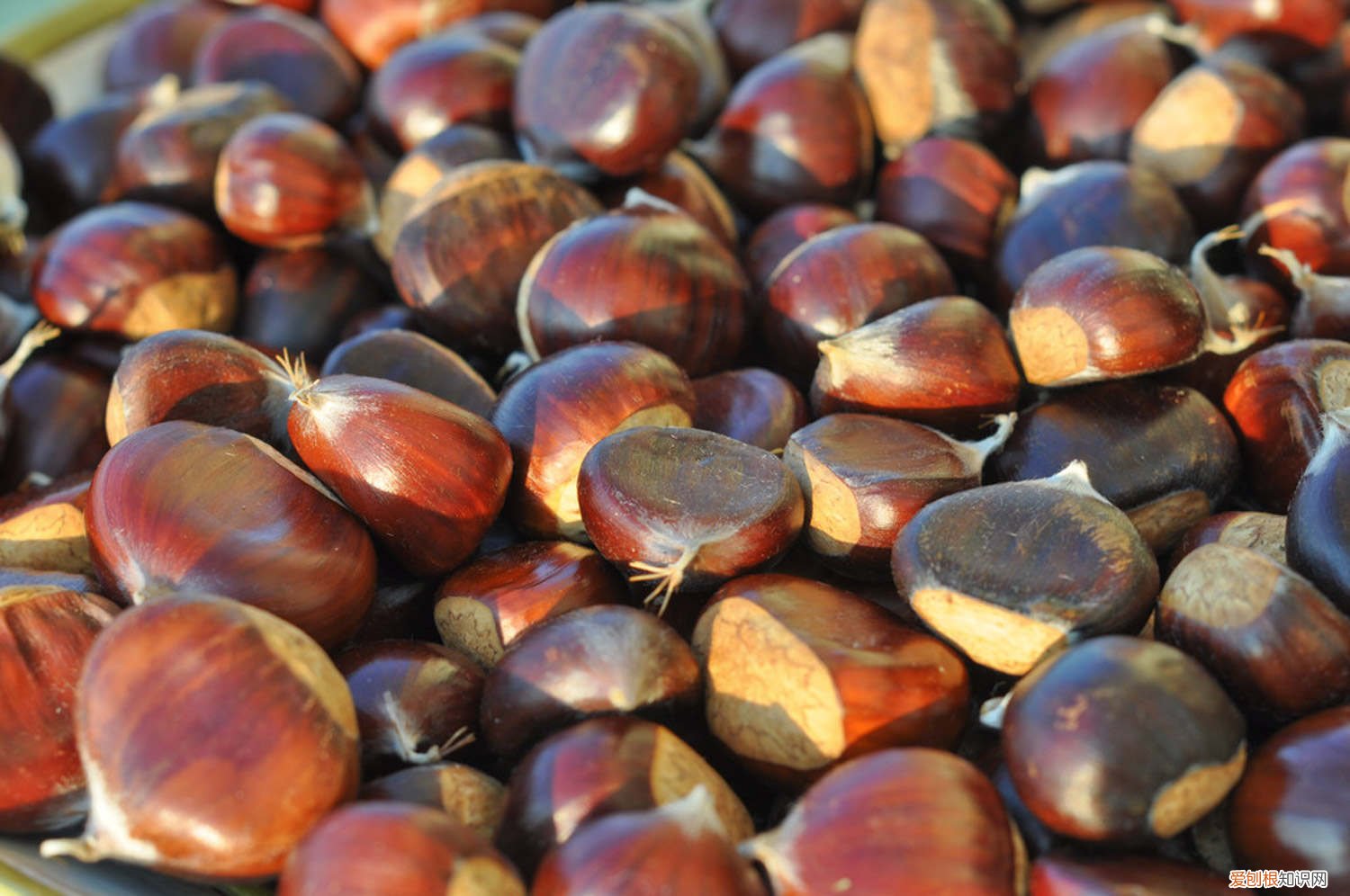 板栗树适合什么时候种植 板栗树苗最佳种植时间