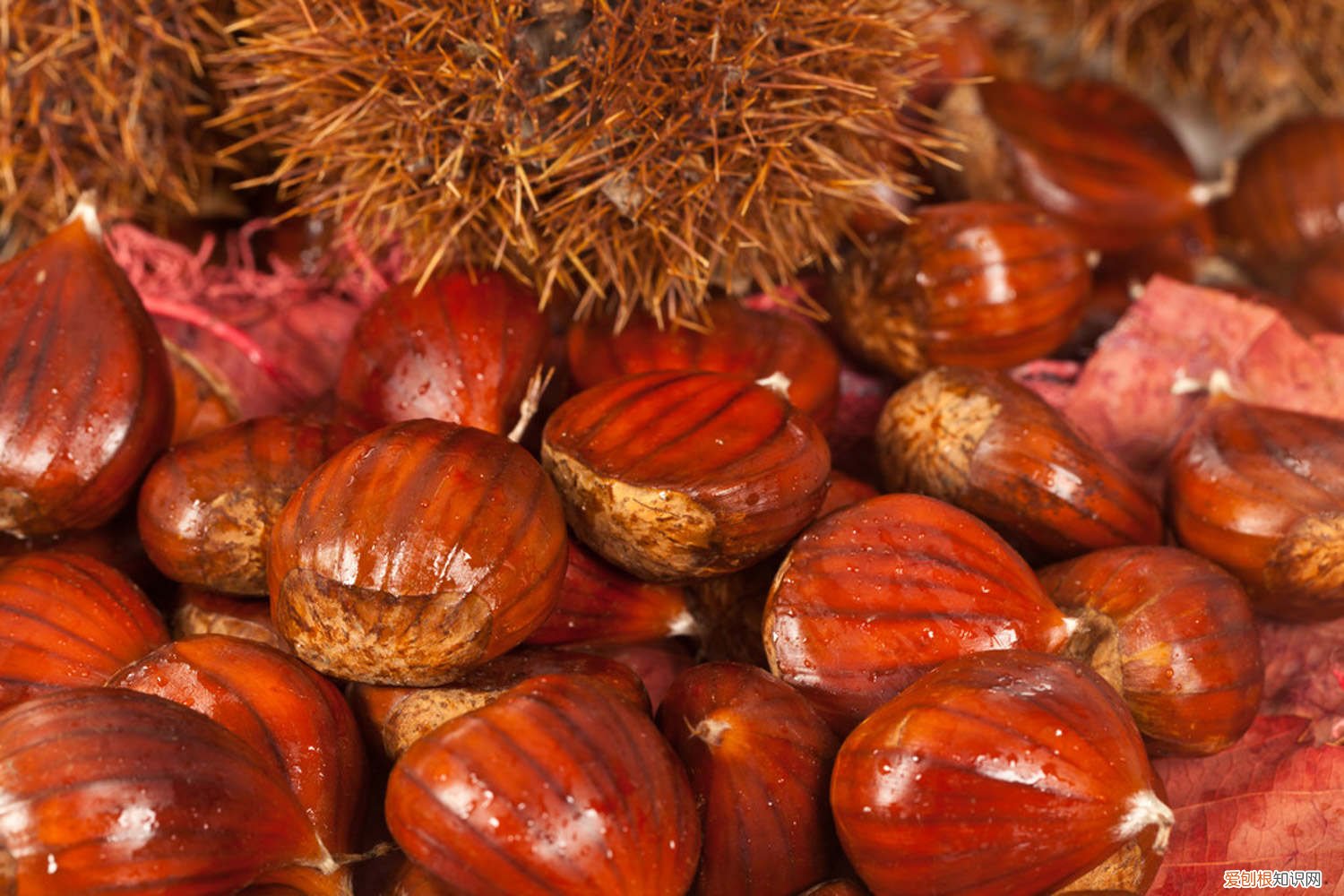 板栗树适合什么时候种植 板栗树苗最佳种植时间