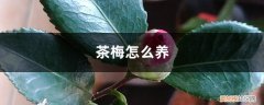 茶梅怎么养护应该注意什么 茶梅怎么养