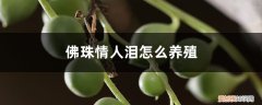 情人泪怎么养才能珠大 佛珠情人泪怎么养殖