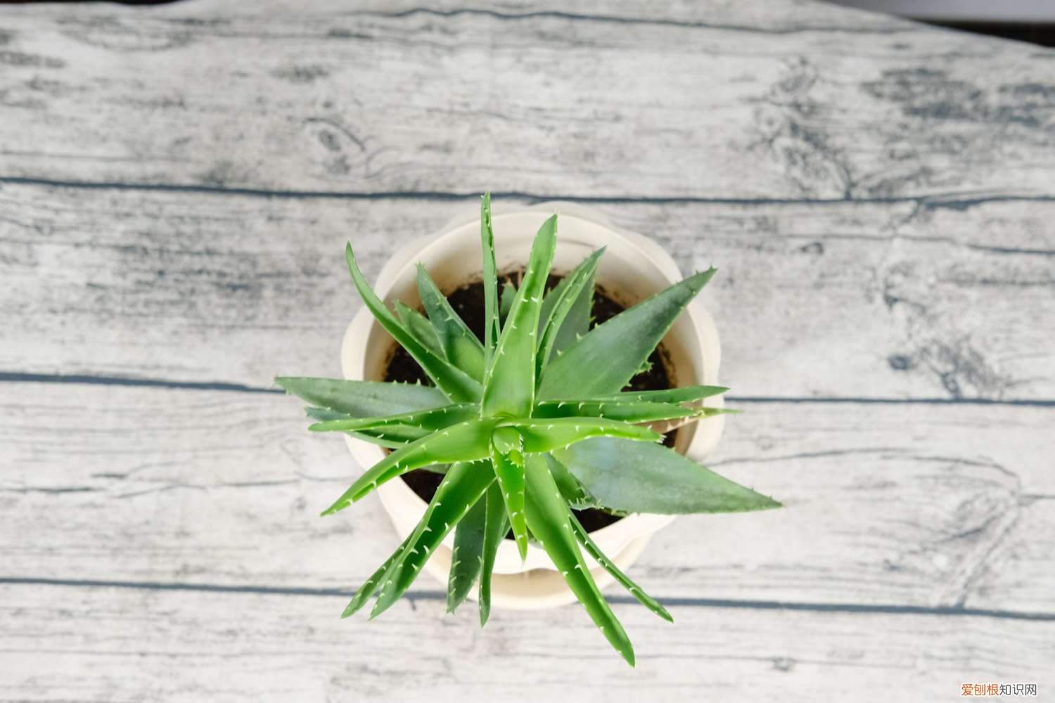 芦荟什么时候分株移栽最好 芦荟什么时候分株