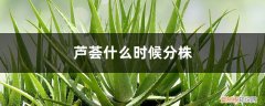 芦荟什么时候分株移栽最好 芦荟什么时候分株