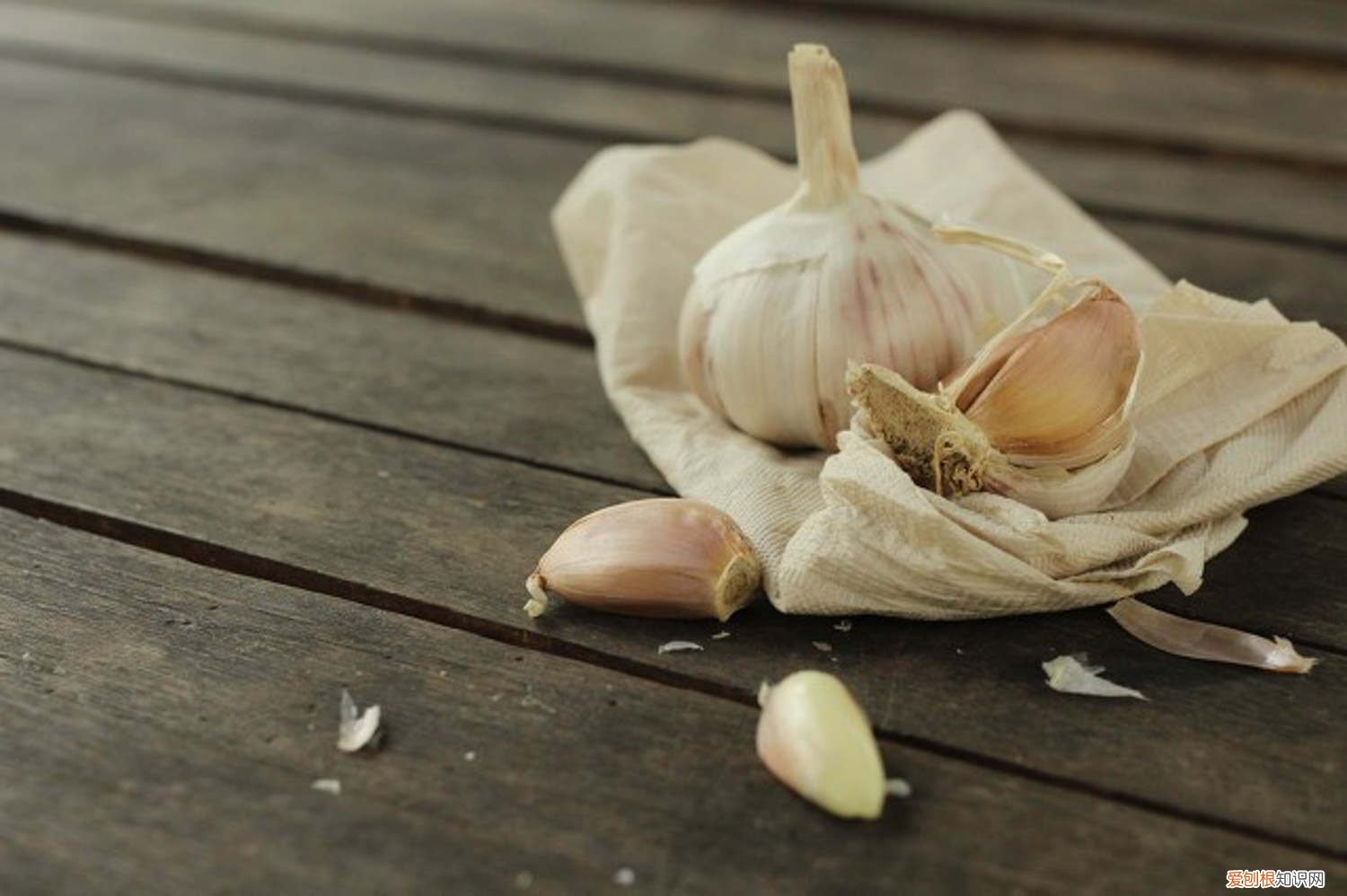 怎样种大蒜盆栽最好 怎样种大蒜盆栽