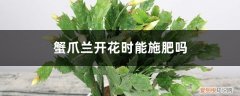 蟹爪兰开花的时候能施肥吗 蟹爪兰开花时能施肥吗