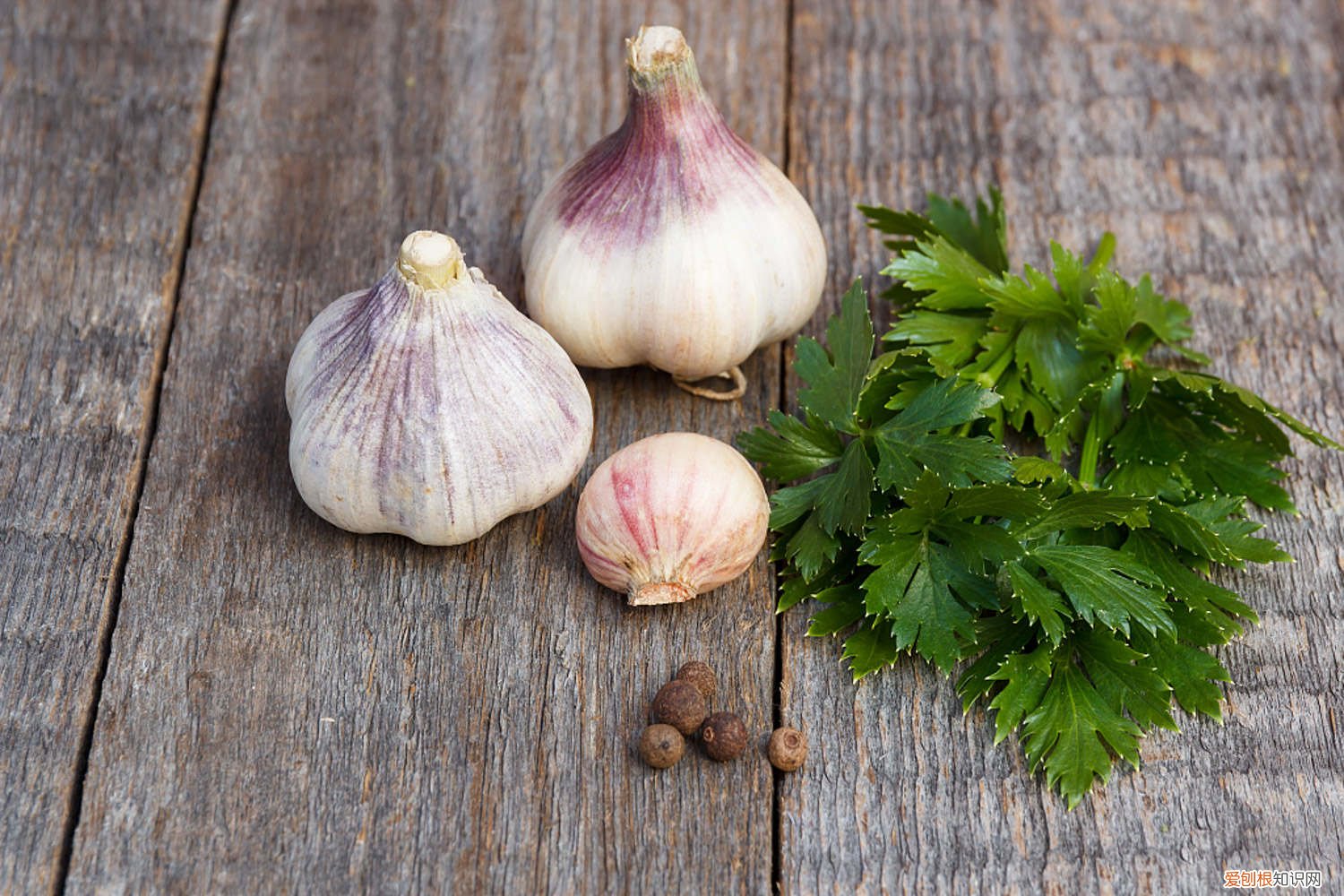 怎样水培大蒜不烂根 怎样水培大蒜