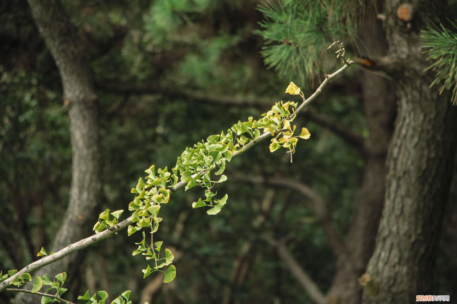 银杏树苗什么时候种 银杏树种子什么时候种