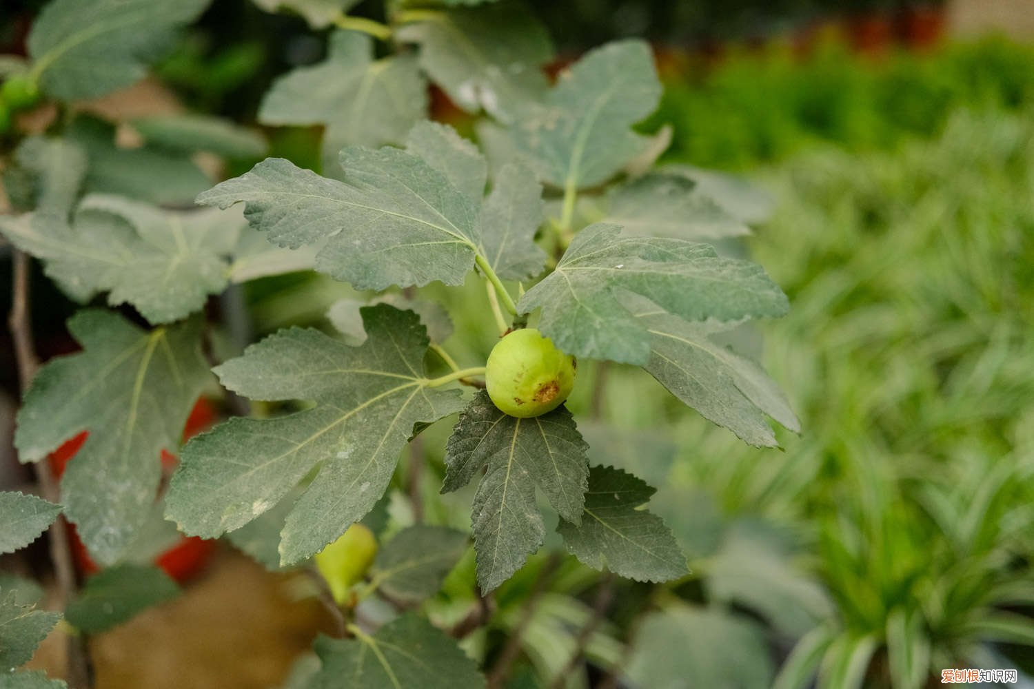无花果种植条件和区域 无花果种植条件