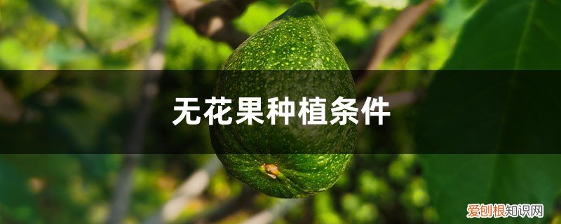 无花果种植条件和区域 无花果种植条件