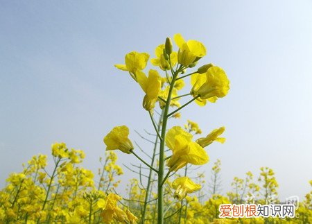 油菜花的栽培要点 油菜花的栽培技术以及注意事项