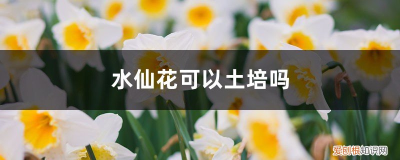 水仙花能土培吗 水仙花可以土培吗